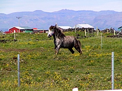 horse photo one