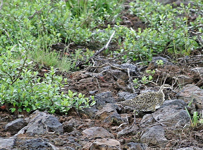 Golden Plover Picture